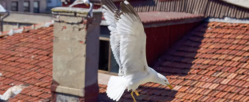 Residential Chimney Animal Removal Solution in Universal City, TX