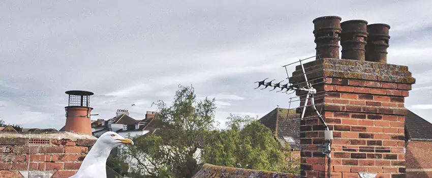 Chimney Cleaning And Restoration in Universal City, Texas